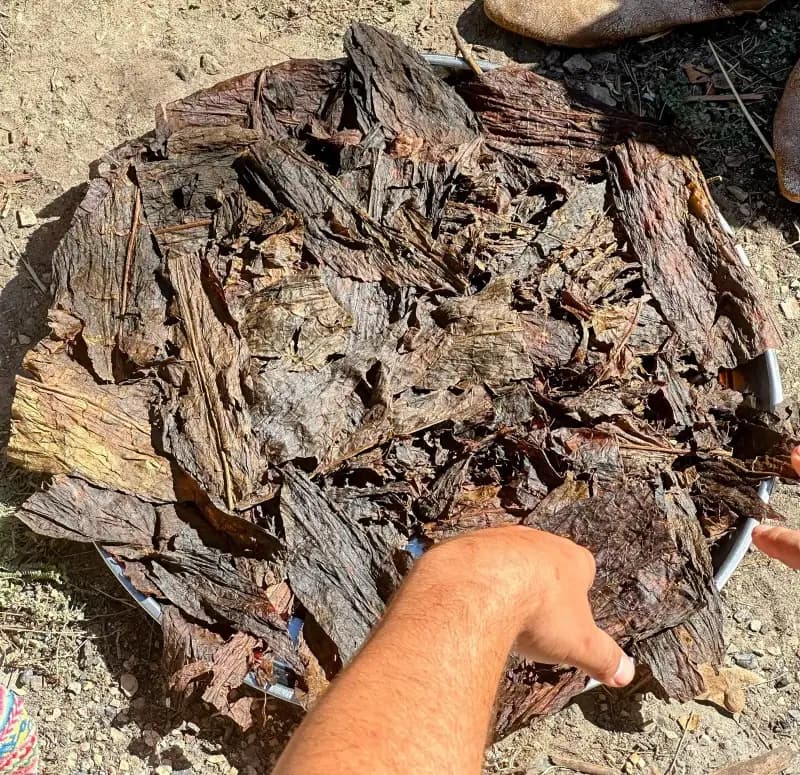 Close-up of sacred tree bark pieces used as a key ingredient in the Rapeh blend