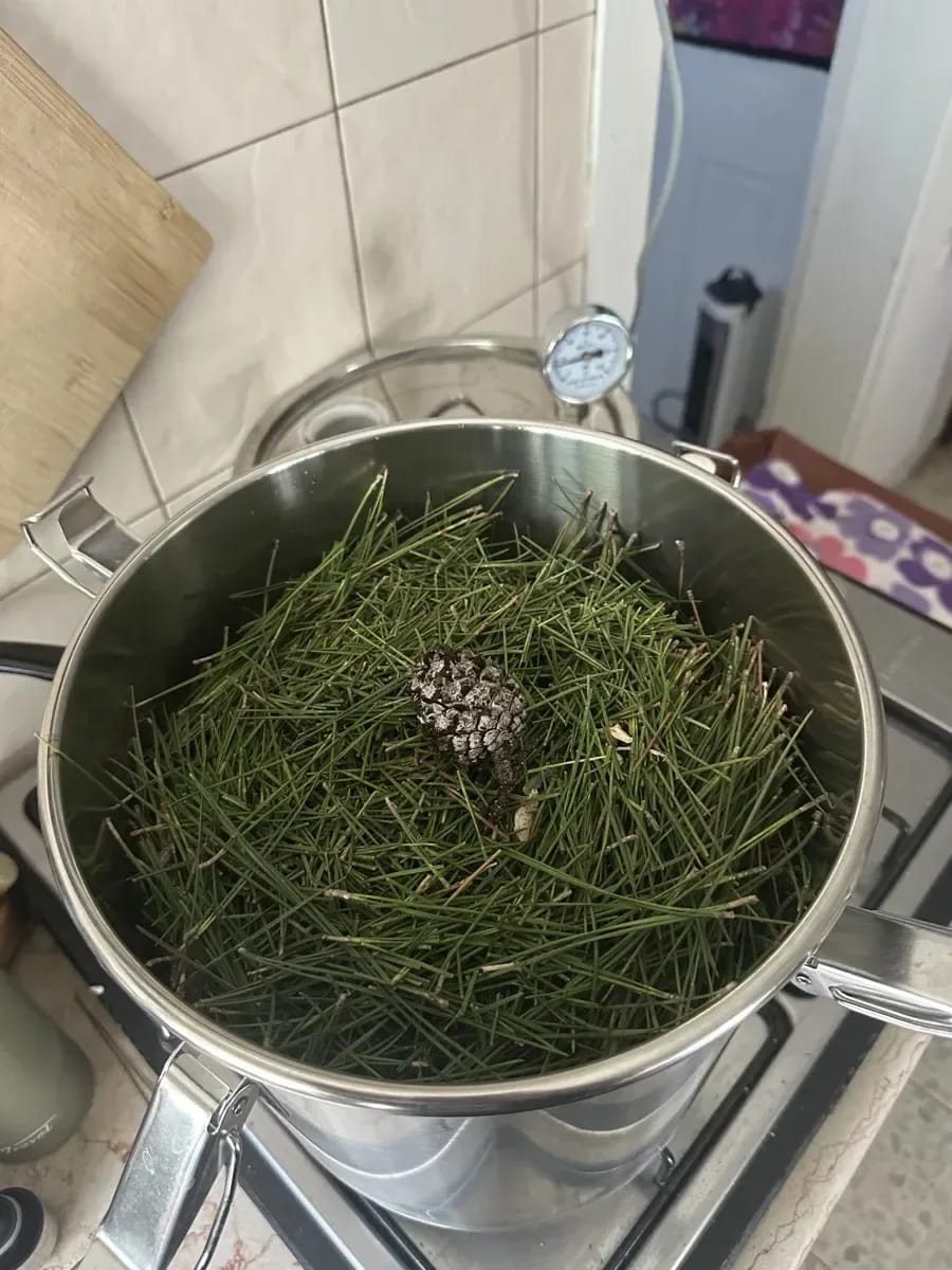 Frische Kräuter in Topf und Korb
