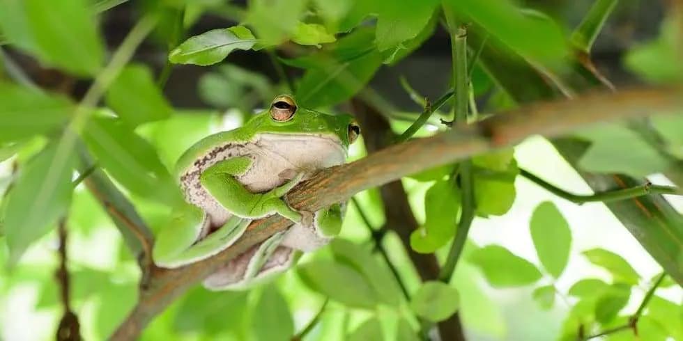 Who is Kambo for, Kambo in its natural environment