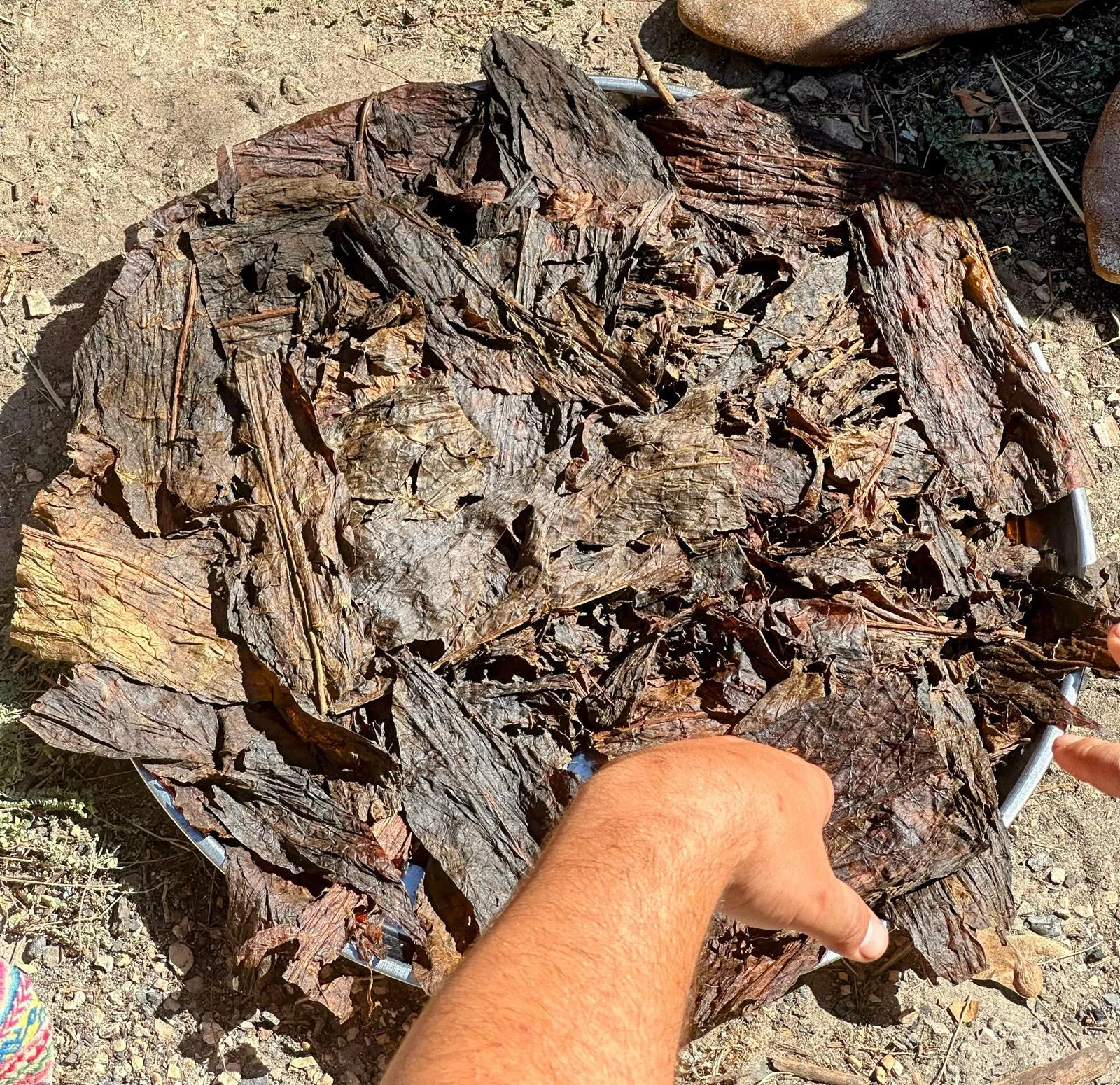 Close-up of sacred tree bark pieces used as a key ingredient in the Rapeh blend